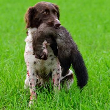 Marten for Dog Tracking Training | Jagdhundepartner